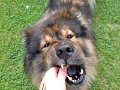 filou (39)
